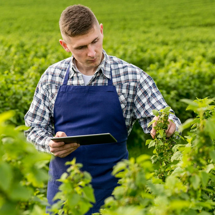 Landwirt prüft Pflanzen mit einem Tablet auf dem Feld