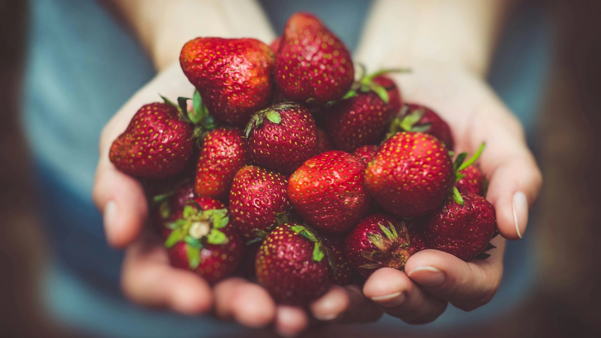 Fragole appena raccolte tra le mani