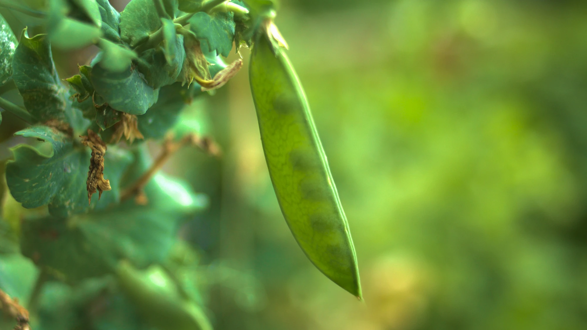 Cultivo de vid en el campo