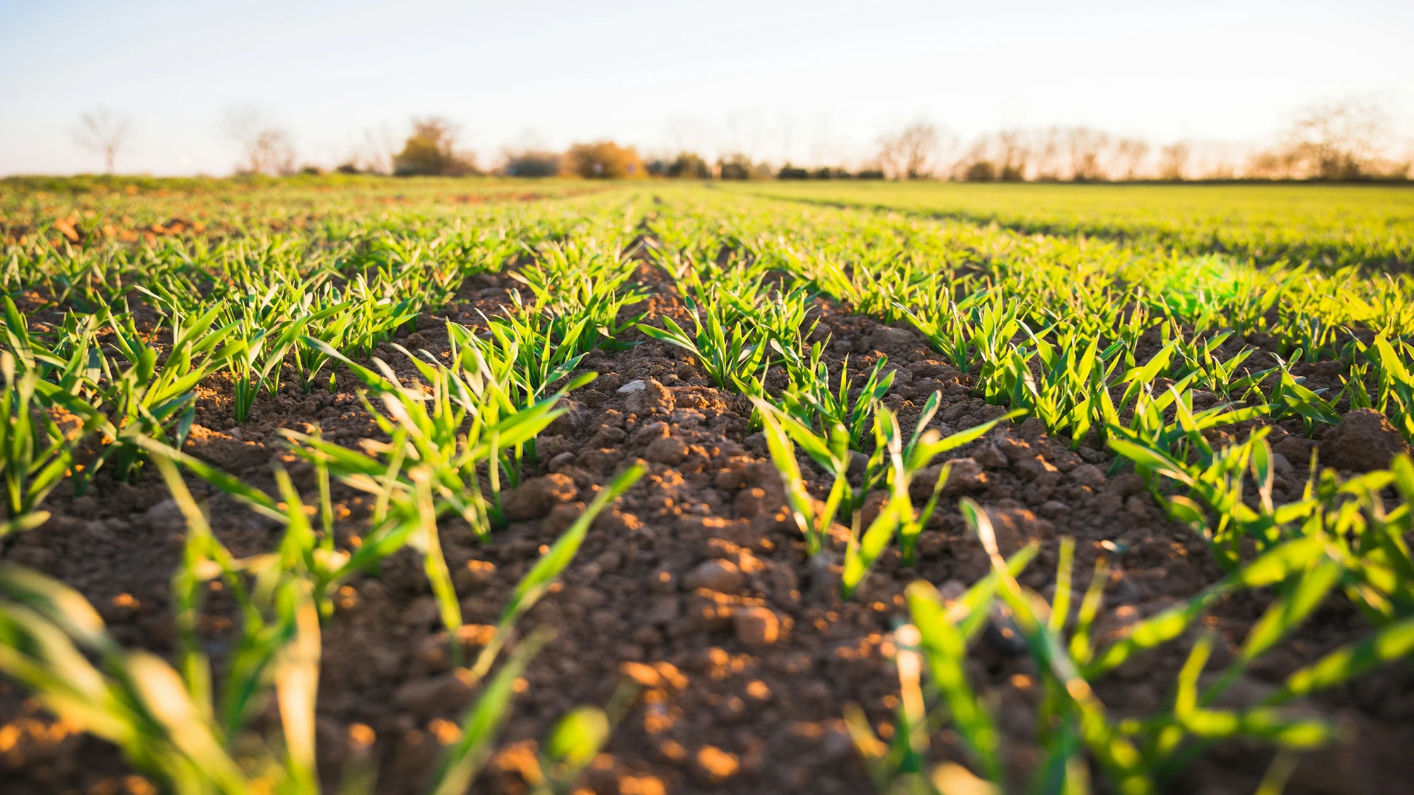 Champ cultivé en rangs