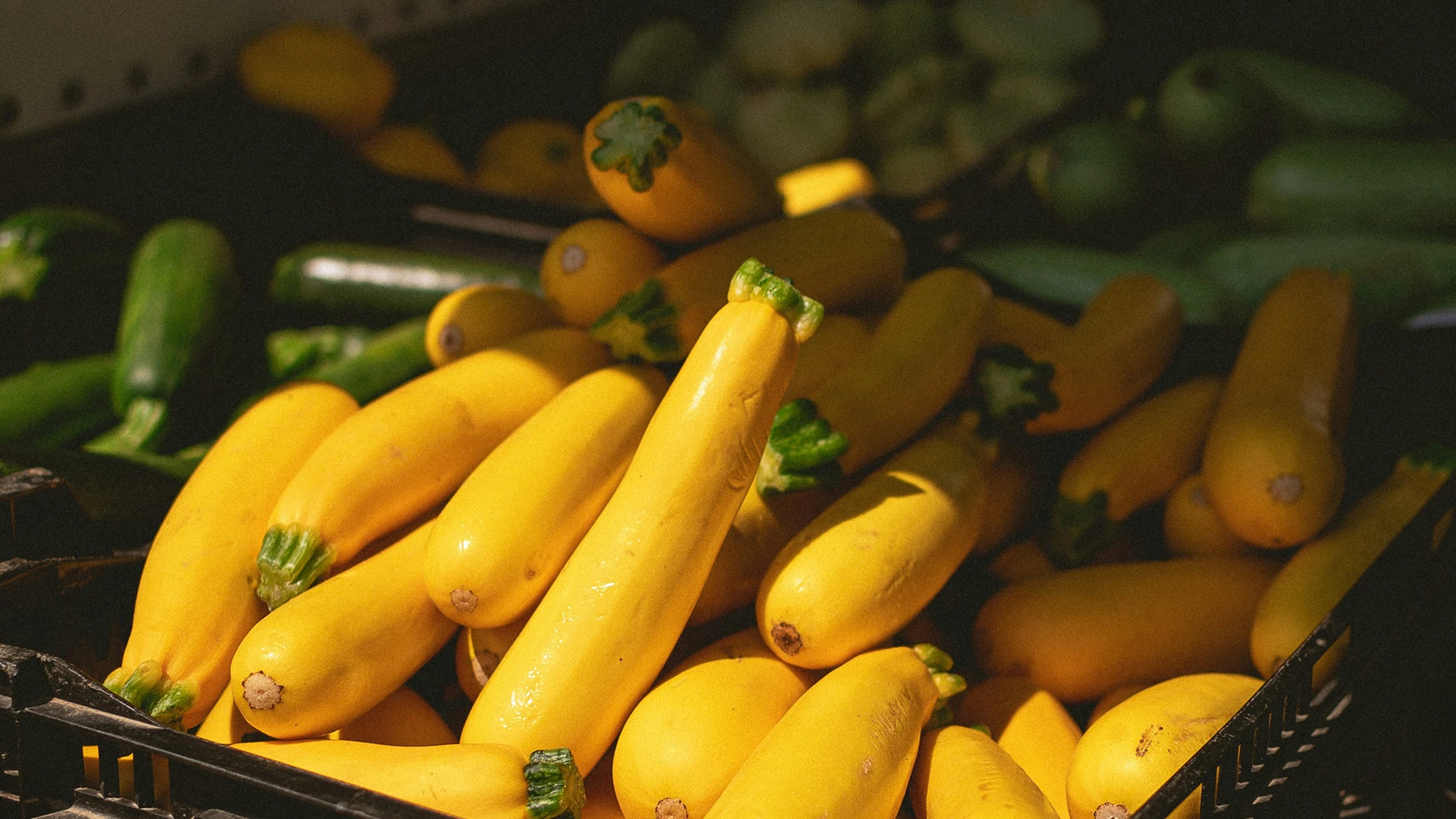Kisten mit frisch geernteten Zucchini