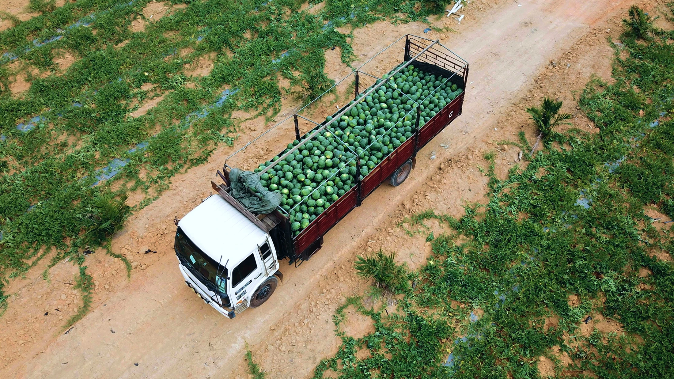 Luftaufnahme eines mit Kohl beladenen Lkw auf einem Feldweg